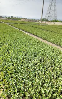 پاکت ۴کیلو دوکیلو پسته نهال