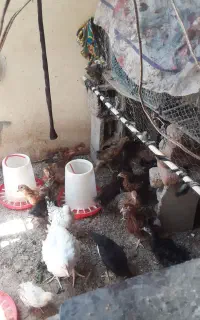 جوجه جازی