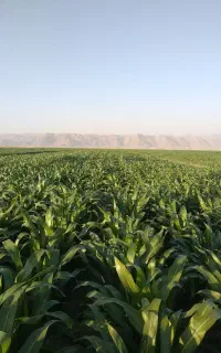زمین اجاره ای کشاورزی