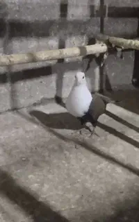 کفتریاکبوتر