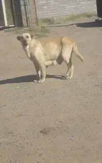 ماده سراب