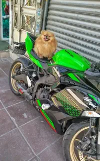 موتور کاوازاکی نینجا ۴سیلندر ninja