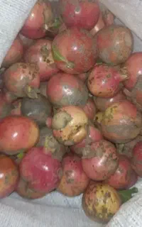 انار ترش و ملس