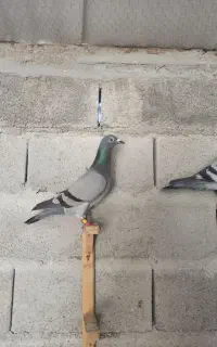 کبوتر مسافتی 500نشسته