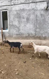 بره گوسفند نر چاق چاق