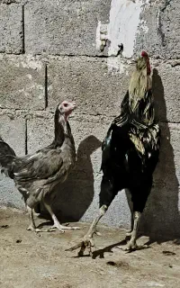 مرغ و خروس لاری