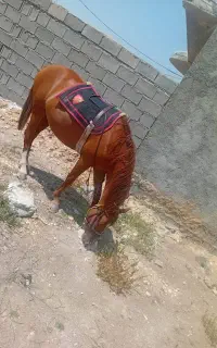 شیر مادیان
