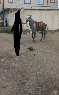 اسب