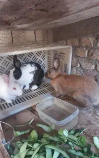 خرگوش