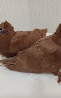 کبوتر جوجه رواعب راعبی اصل سرخ و زردو کاکلی پاپرد