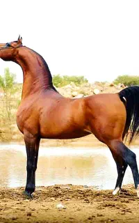 مادیان آبستن 7 ماهه