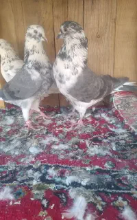 کبوتر‌سینماش‌دم‌سفید