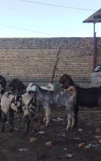 5عدد بز آبستن