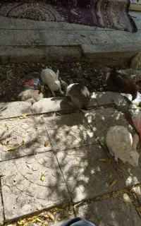 خرگوش بالغ