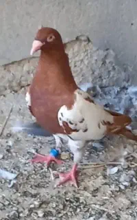 میولمنز ماده معاوضه با نر