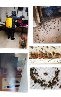 سمپاشی ساس موش سوسک موریانه بید کک با ضمانت