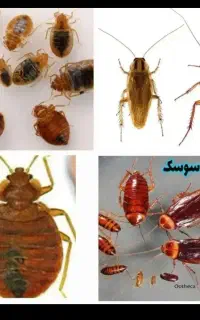 سمپاشی همه حشرات کمالشهر هشتگرد کردان حصارک