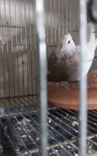 جفت طوقی