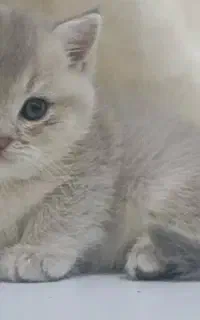 شهر گربه بریتش