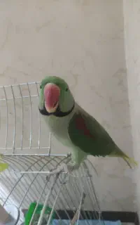 شاه طوطی نر
