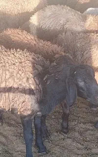 بره قزل افشار پای پروار ممتاز جفتی ۶۵ کیلو ۱۵ راس