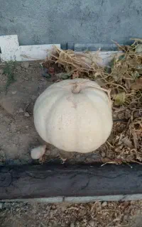 کدوسفید ارگانیک