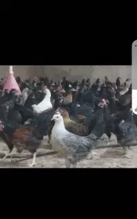 فروش جوجه دورگ ۴۰روزه به قیمت ۱۲۰ومحلی ۱۷۵