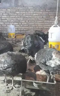 بوقلمون برنز آمریکایی