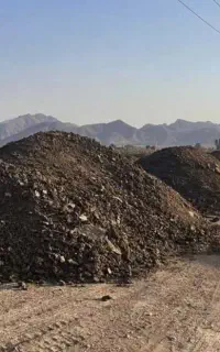 کودگاو ،گوسفند