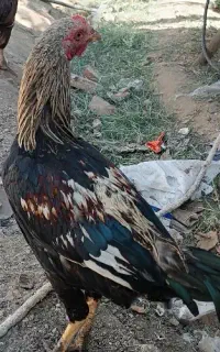 خروس محلی