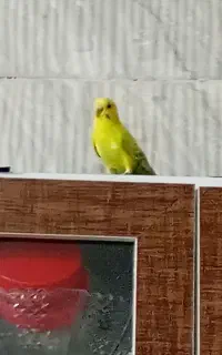 جفت مرغ عشق نر و ماده