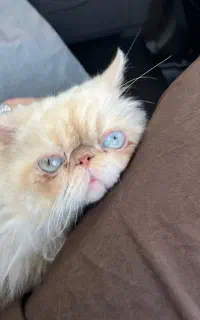 گربه پرشین شناسنامه دار