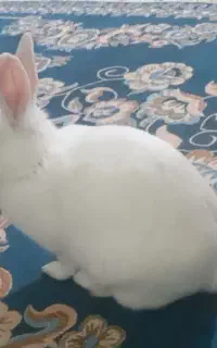 خرگوش سفیدو خوشگل