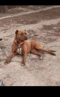 سگ پیتبول ماده