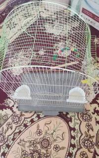 قفس عروس هلندی