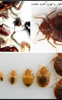 سمپاشی تضمینی گلشهر مهرشهر کمالشهر حصارک قلم