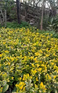 شمشاد طلایی