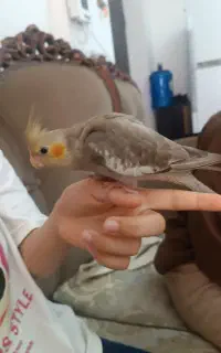 عروس هلندی گم شده