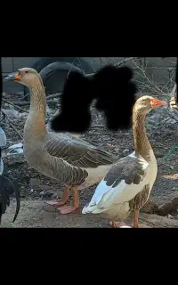غاز بالغ