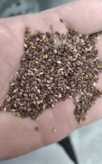 خرید کنجد در سراسر استان