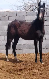 اسب