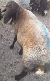 بره فروشی