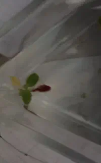 گوپی
