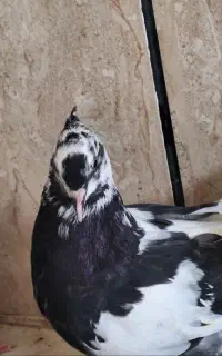 ۷ کبوتر نسل دار
