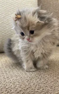 گربه اسکاتیش