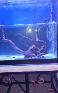 چوب آبنوس ،مهتابی