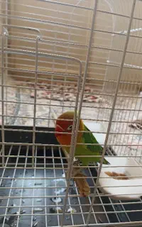 طوطی برزیلی با قفس