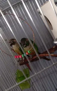 فروش جفت نرماده گرینچیک