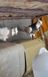 طوقی‌.تهرانی  کبوتر