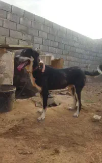 توله سگ عراقی